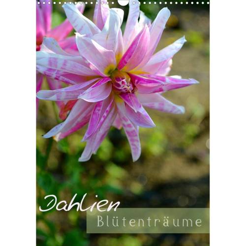 Dahlien Blütenträume – Kalender 2026