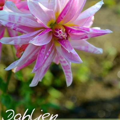 Dahlien Blütenträume – Kalender 2026
