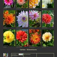 Dahlien Blütenträume – Kalender 2026 Bild 10