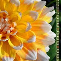 Dahlien Blütenträume – Kalender 2026 Bild 4