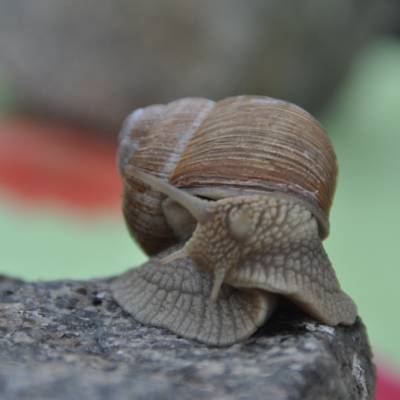 Weinbergschnecke digital – Foto, Karte & Druck | Mit Spende für Tierschutz