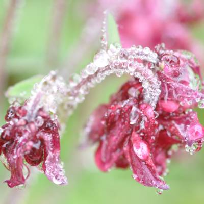Blüte mit Wassertropfen – Digitales Foto 2144 x 1424, Spende für Tierschutz