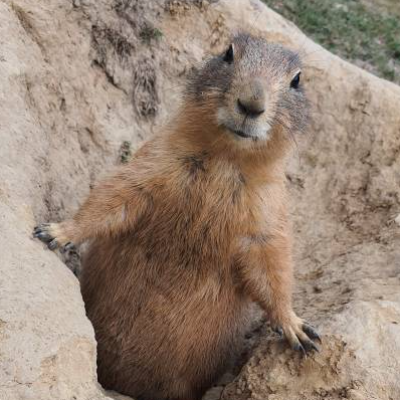 Erdmännchen im Tierpark Wismar – Digitales Foto mit Spende für Tierschutz, 7,71 MB, 4032x2268