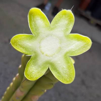 Kaktus incl. Spende: digital für Foto, Karte, Druck ... 1,06 MB jpg 2647 x 2648