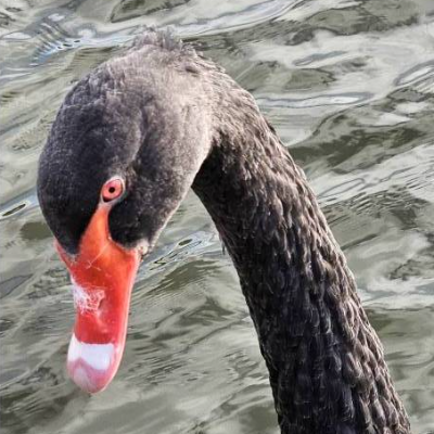 Schwarzer Schwan in Holland – Digitales Foto inkl. Spende, Karte & Druck, 2,29 MB jpg 1868 x 4000