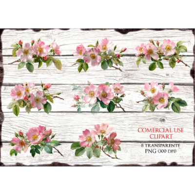 8 transp. Rosen Clipart zum Download, 8 versch. PNG-Dateien 300 dpi - Wildrosen - 600002