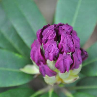 Rhododendron Blüte Hutberg Kamenz – Digitales Foto (5,01 MB, 2848 x 4288) inkl. Spende