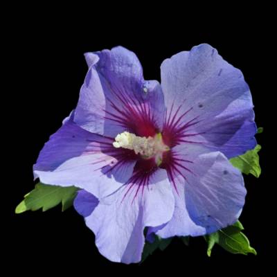 „Gartenhibiskus – Sommerblüte als digitaler Fotodownload“