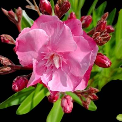 „Oleanderflüstern – Pinke gefüllte Blüte als digitaler Fotodownload“