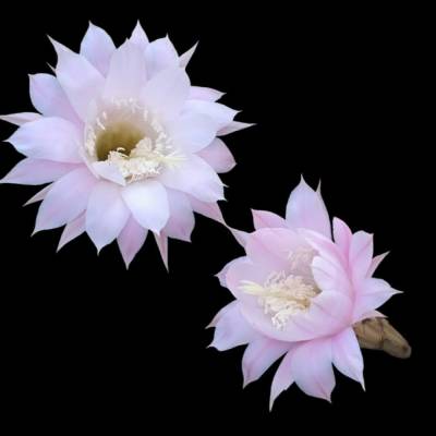 Osterlilien-Kaktus – Digitale Fotodatei weißer Blüten | Sofortiger Download für Deko & Druck