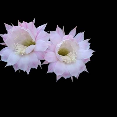 Weiße Blütenpracht des Osterlilien-Kaktus als hochwertiger Fotodownload – Elegante Wanddeko