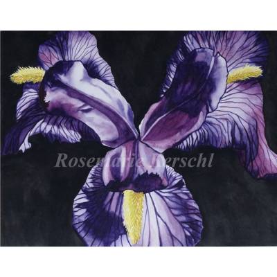 Handgemaltes Iris Aquarellbild in Violett, Lila & Gelb – Unikat 30 x 40 cm Querformat