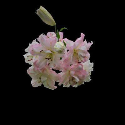 Lilienflüstern – Pinkes Lilienbouquet als hochauflösender Digital-Download