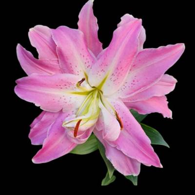 „Lilienflüstern – Pinke Blütenpracht als digitaler Fotodownload“