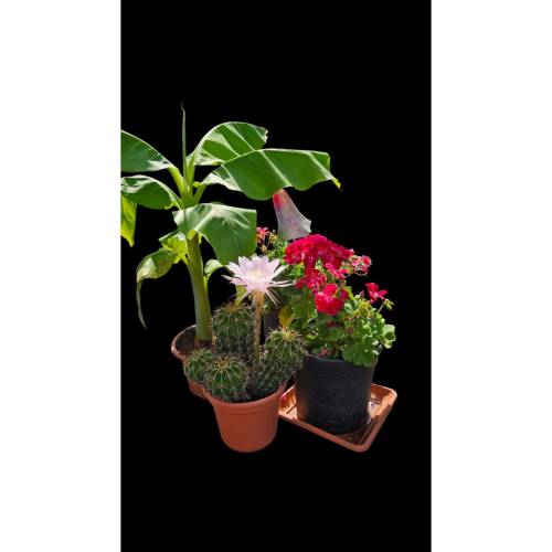 Blumenarrangement – Osterlilien-Kaktus, Banane und Geranie als digitaler Fotodownload