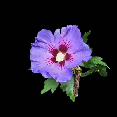 Gartenhibiskus Blüte Blau – Digitale Fotodatei für Druck & Deko