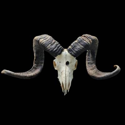 Mufflon-Schädel als digitale Fotodatei 