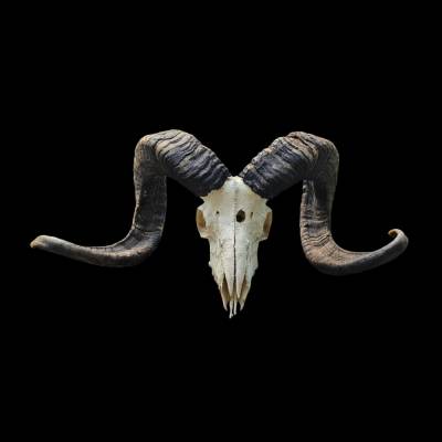 MUFFLON-Schädel, Frontansicht, als digitaler Fotodownload“