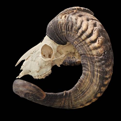 Mufflon-Schädel, seitlich,  als digitaler Fotodownload“