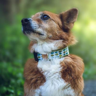 Herbstliches Hundehalsband oder Geschirr FALLEN LEAVES – Blättermuster grün-oliv, individuell, Set &