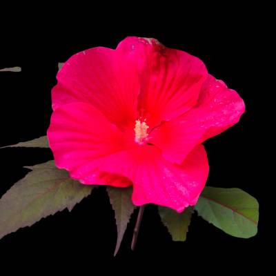 Roter Hibiskus – Blüte voller Leben, zauberhafte Blüte eines Hibiscus moscheutos