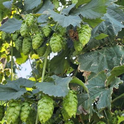 Hopfendolden Digitaldruck JPG – Hochwertiges Wandbild für Deko & Druck