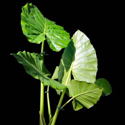 Alocasia - ELEFANTENOHR – LIchtspiele (1)