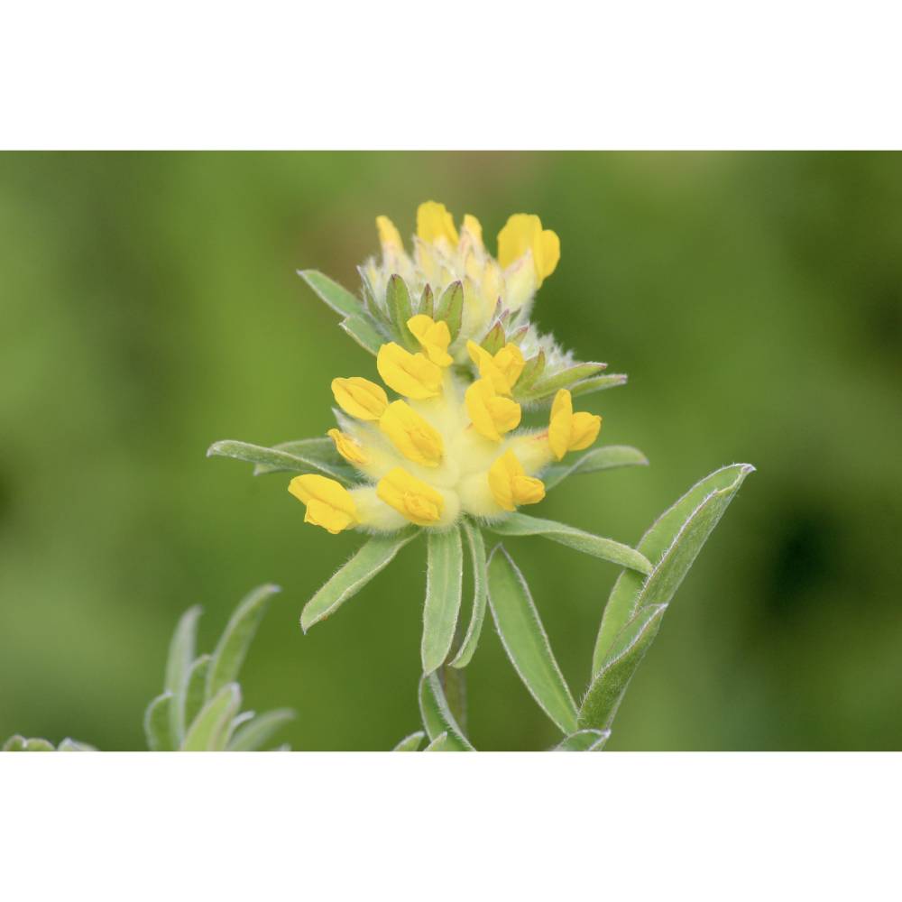 Saatgut: Gewöhnlicher Wundklee (Anthyllis vulneraria) Bild 1