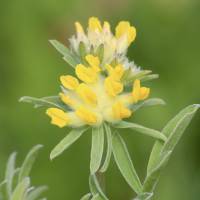Saatgut: Gewöhnlicher Wundklee (Anthyllis vulneraria) Bild 1