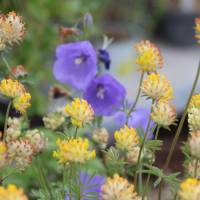 Saatgut: Gewöhnlicher Wundklee (Anthyllis vulneraria) Bild 2