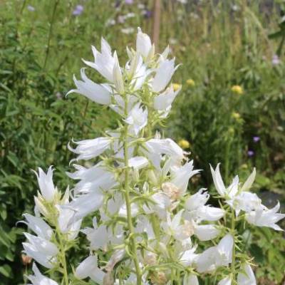 Saatgut: Weiße Wald-Glockenblume (Campanula latifolia var. macrantha alba)