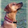 Halsband WAVE mit Zugstopp,Hund, in 6 verschiedenen Farben und 2 Breiten, Hundehalsband, Martingale Bild 8