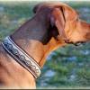 Halsband WAVE mit Zugstopp,Hund, in 6 verschiedenen Farben und 2 Breiten, Hundehalsband, Martingale Bild 9