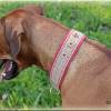 Halsband GLENCHECK mit Zugstopp für deinen Hund, Hundehalsband in rot oder blau Bild 7