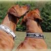 Halsband - RHODESIAN RIDGEBACK - Hundehalsband mit Zugstopp, Hund Bild 10