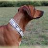 Halsband - RHODESIAN RIDGEBACK - Hundehalsband mit Zugstopp, Hund Bild 9