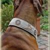 Halsband RHODESIAN RIDGEBACK mit Zugstopp für deinen Hund, Hundehalsband bestickt, Martingale Bild 3