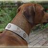 Halsband RHODESIAN RIDGEBACK mit Zugstopp für deinen Hund, Hundehalsband bestickt, Martingale Bild 4
