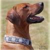 Halsband ANKER mit Zugstopp für deinen Hund, rot oder blau maritim Hundehalsband, Martingale Bild 6