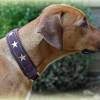 Halsband - STARS - Hundehalsband mit Zugstopp für deinen Hund, Farbwahl Bild 3