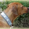 Halsband - STARS - Hundehalsband mit Zugstopp für deinen Hund, Farbwahl Bild 6