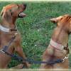 Verbindungsleine für 2 Hunde, Koppel geflochten aus Fettleder, 10 Farben, Leine Hund, Hundeleine Fettlederleine, Führleine Bild 3