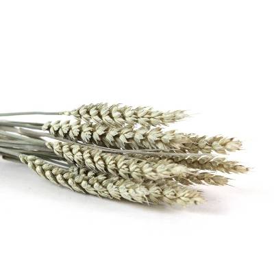 Trockenblumen: 10 Stiele Weizen getrocknet, naturfarben, ca. 40 cm