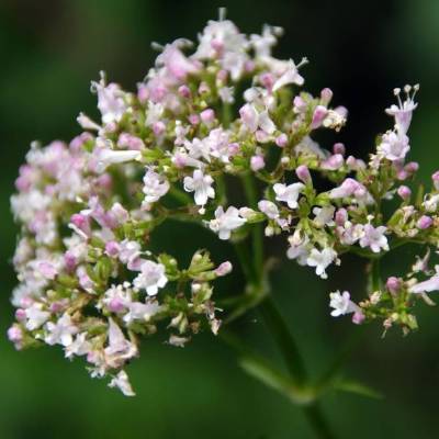 Saatgut: Echter Baldrian (Valeriana officinalis)
