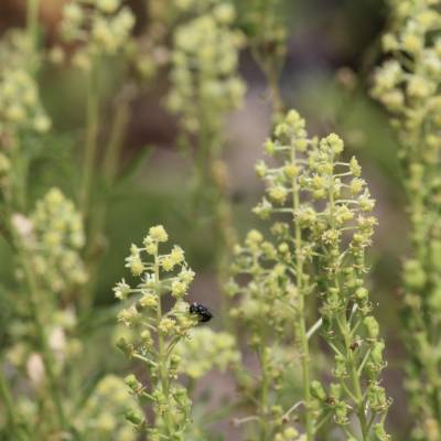 Saatgut: Gelbe Resede (Reseda lutea)