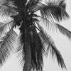 Fotografie einer Palme in Schwarz-Weiß, tropische Wanddeko für dein Zuhause mit dem Namen "Palm Tree", Größe 45 x 30 cm Bild 2