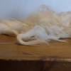 100 Gramm Wolle vom Greyfaced Dartmoor Bild 3
