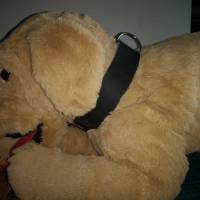 Hundehalsband Vollrindleder ab 45 cm, 4cm breit, ohne jegl. Applikationen (HH 22) Bild 2