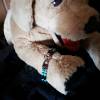 Hundehalsband für Kleinsthunde wie Pinscher etc. (MHH1) Country-Style, ab 23 cm Halsumfang, auch Katzentauglich Bild 1