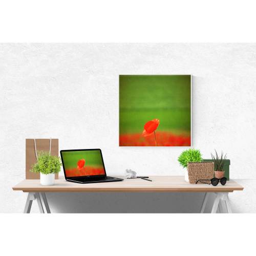 Rote Mohnblume vor einem Mohnfeld im Aquarell-Charakter, quadratisches Print erhältlich in den Größen 13 x 13 cm, 20 x 20 cm, 30 x 30 cm